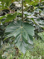 Cola gigantea