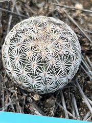 Echinomastus erectocentrus