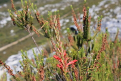 Tritoniopsis triticea