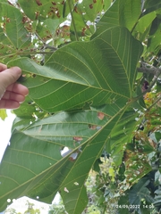 Cola gigantea