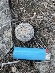 Echinomastus erectocentrus