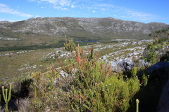 Tritoniopsis triticea