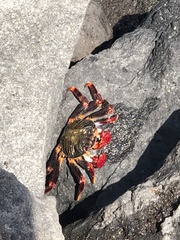Grapsus adscensionis