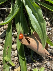 Coccinella septempunctata
