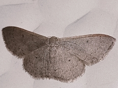 Idaea