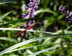 Sympetrum eroticum