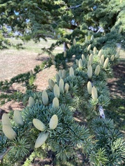 Cedrus atlantica