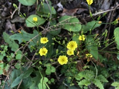 Ixeridium laevigatum