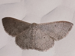 Idaea