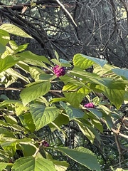 Callicarpa americana