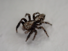 Pseudeuophrys lanigera