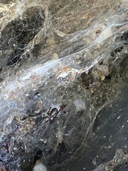 Steatoda nobilis