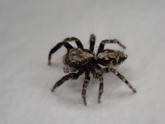 Pseudeuophrys lanigera