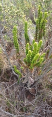 Erica coccinea