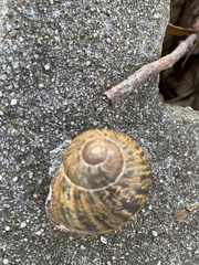 Cornu aspersum