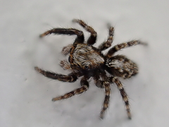 Pseudeuophrys lanigera
