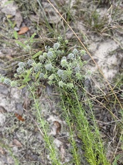 Eryngium aromaticum