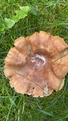 Clitocybe brunneocephala