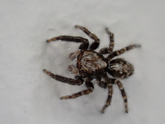 Pseudeuophrys lanigera