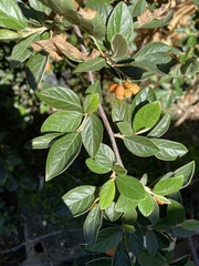 Cotoneaster franchetii
