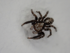 Pseudeuophrys lanigera
