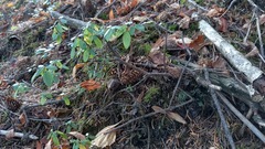 Rhododendron dauricum