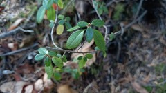 Rhododendron dauricum