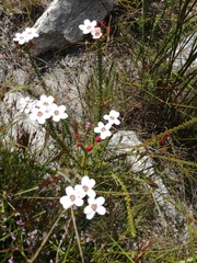 Adenandra uniflora