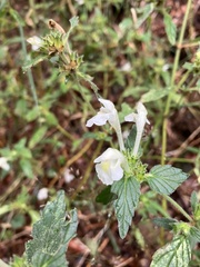 Galeopsis segetum