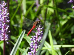 Sympetrum eroticum