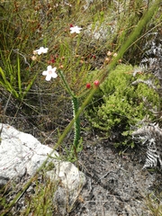 Adenandra uniflora
