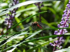 Sympetrum eroticum