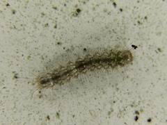 Manulea fuscodorsalis