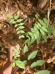 Wisteria sinensis