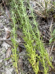 Eryngium aromaticum