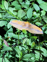Antheraea formosana
