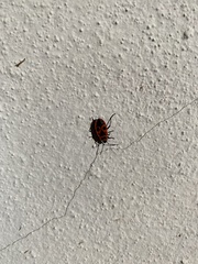 Pyrrhocoris apterus