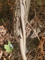 Wisteria sinensis