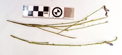 Lobelia linearis