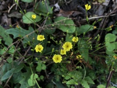 Ixeridium laevigatum