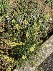 Reseda lutea