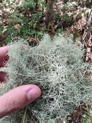 Usnea