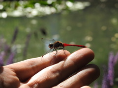 Sympetrum eroticum