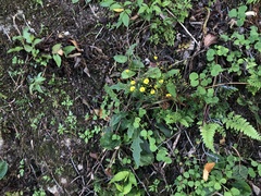 Ixeridium laevigatum