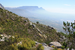 Leucadendron xanthoconus
