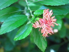 Hibiscus schizopetalus