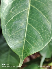 Ficus vasculosa