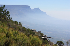 Leucadendron xanthoconus
