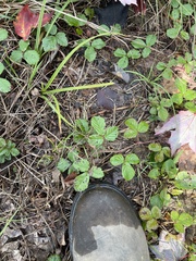 Rubus hispidus