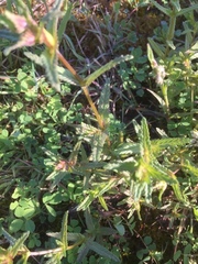 Rhinanthus serotinus